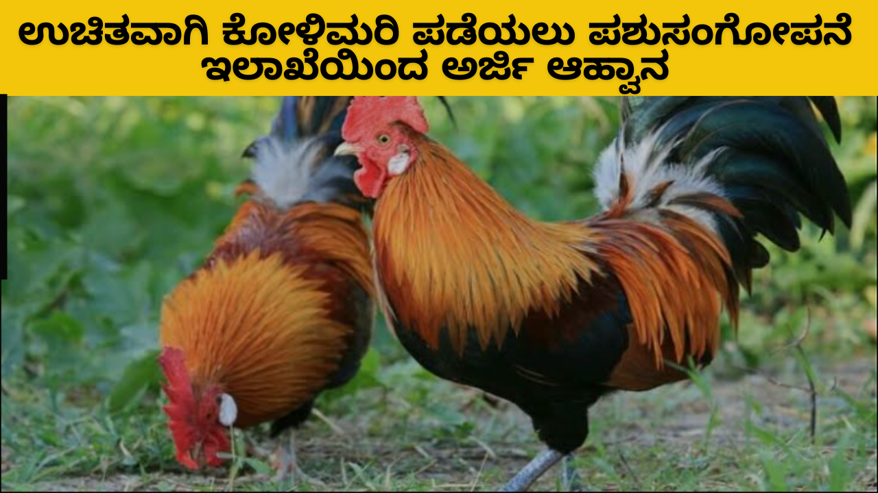 Animal Husbandry Scheme 2024:ಉಚಿತವಾಗಿ ಕೋಳಿಮರಿ ಪಡೆಯಲು ಪಶುಸಂಗೋಪನೆ ಇಲಾಖೆಯಿಂದ ಅರ್ಜಿ ಆಹ್ವಾನ